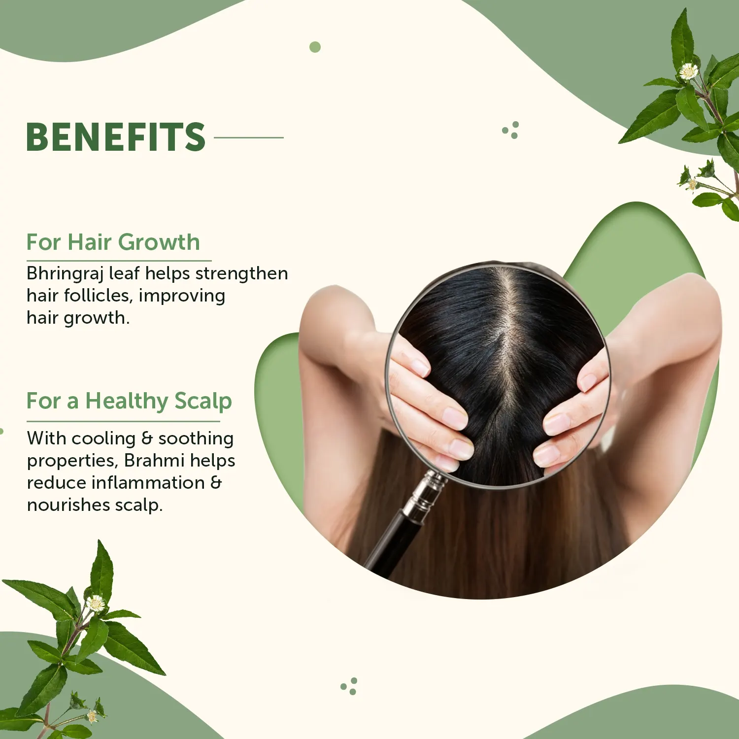 Bhringraj Powder for Skin & Hair Growth - Image 2